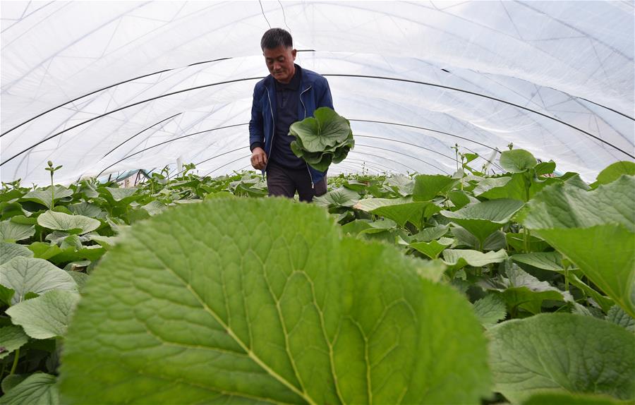 （经济）（1）吉林安图：山野菜经济富农家