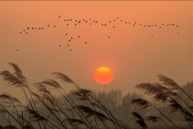 湿地夕阳映鸟归    摄影：杨秋菊.jpg