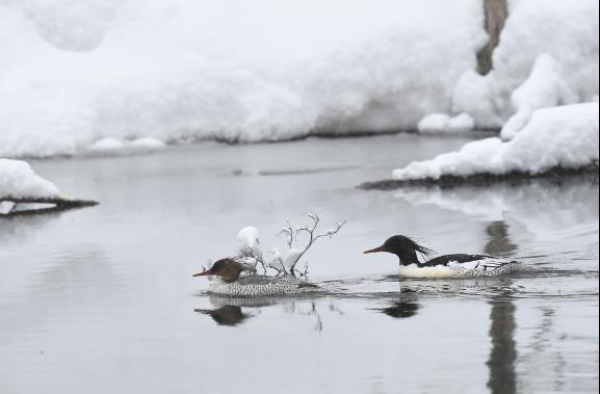 一对情侣鸭悠然沉醉在冰雪的仙境中.jpg