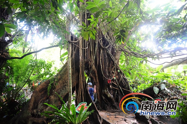 首届海南地名文化系列活动走进保亭，探秘神奇雨林。.jpg