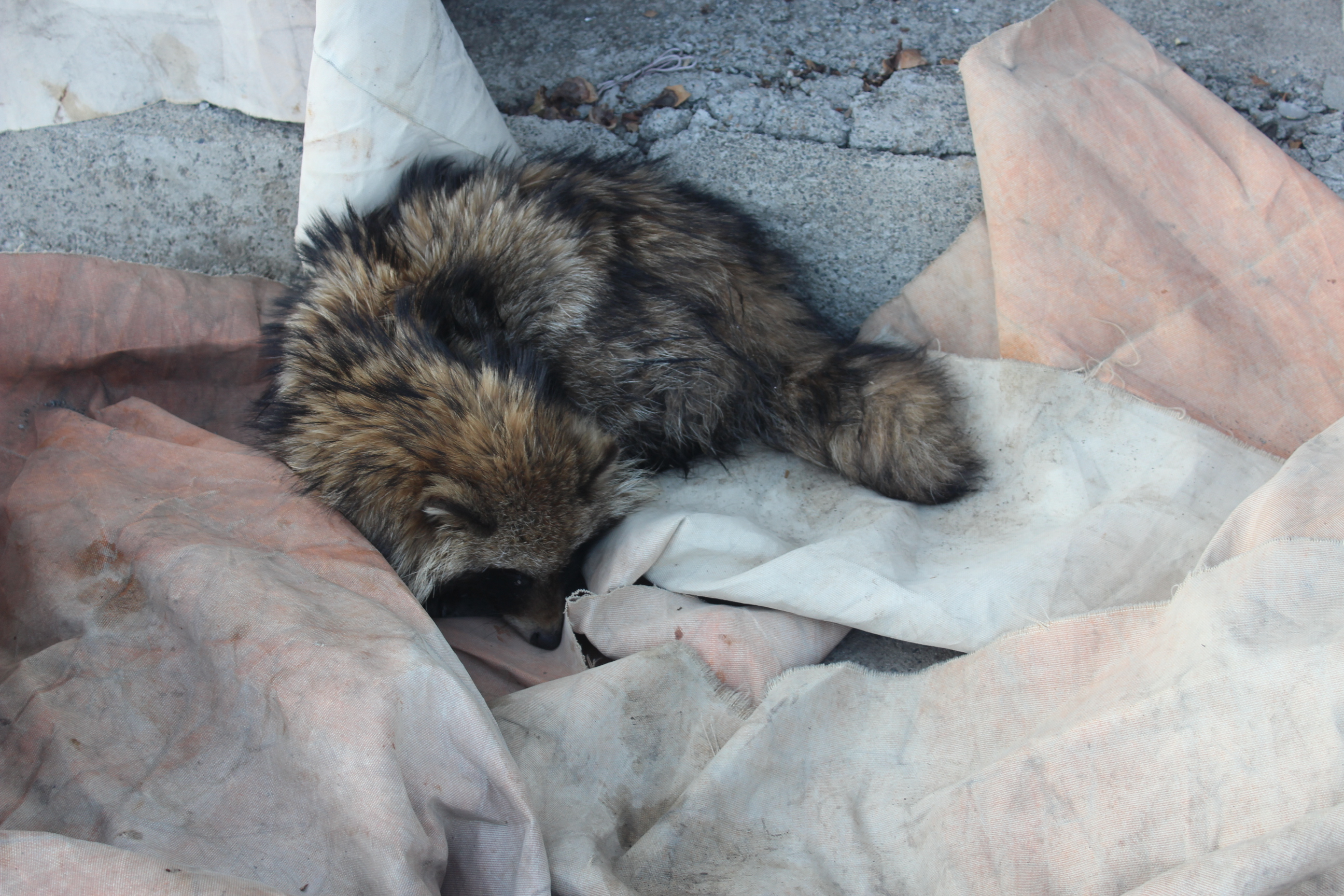 延边边境管理支队密江边境派出所成功救助一只国家二级保护动物狗獾
