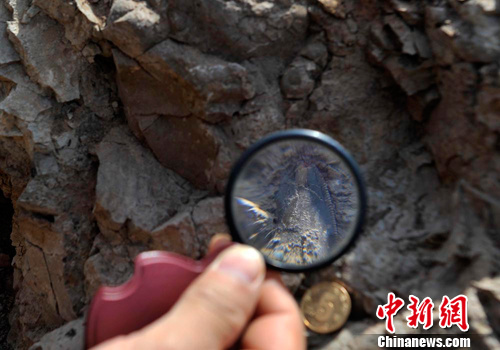 在挖掘现场发现的一枚疑似食肉恐龙牙齿的化石。 刘新 摄.jpg