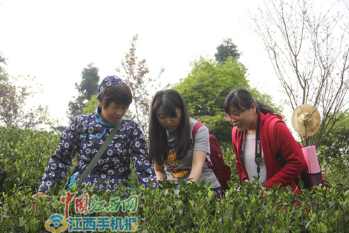 全国手机媒体记者体验手工采茶（记者张思楠摄）