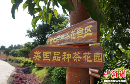 茶花园内指路牌。<a target='_blank'  data-cke-saved-href='http://www.chinanews.com/' href='http://www.chinanews.com/' >中新网</a> 孙静波 摄