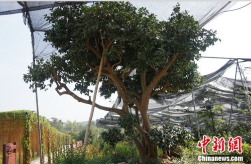 “茶王”大海伦。<a target='_blank'  data-cke-saved-href='http://www.chinanews.com/' href='http://www.chinanews.com/' >中新网</a> 孙静波 摄