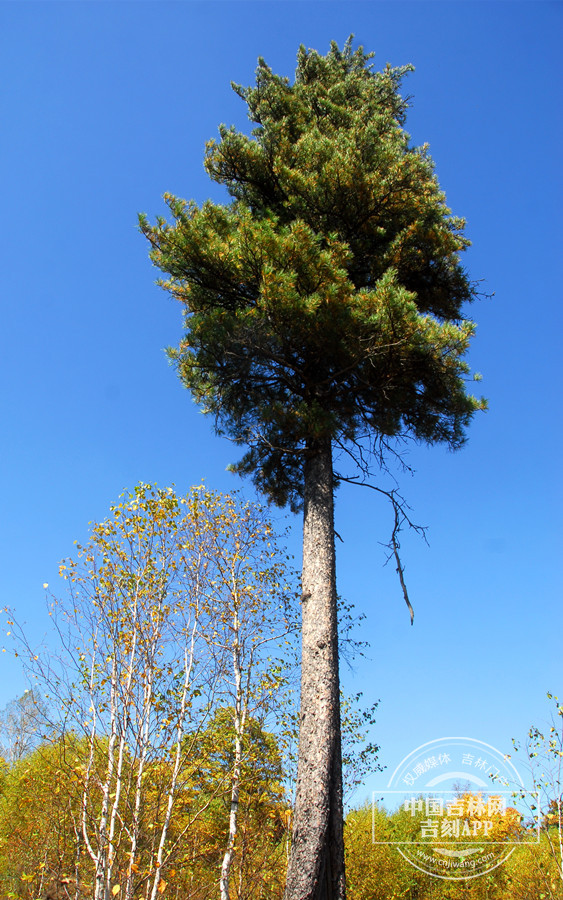 红松植株（湿地型）(2)_副本.jpg