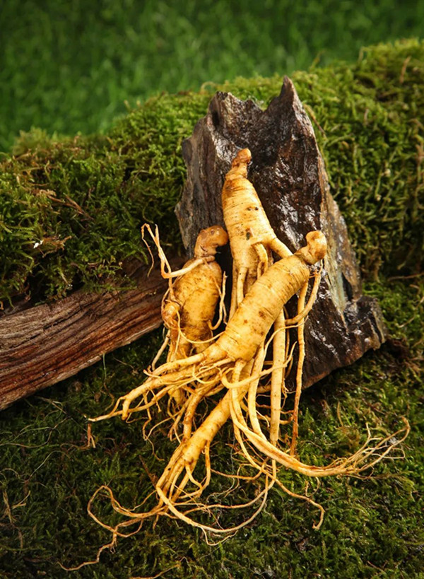 吉林有着悠久的人参文化习俗 图虫创意_副本.jpg 吉林有着悠久的人参文化习俗 图虫创意_副本.jpg